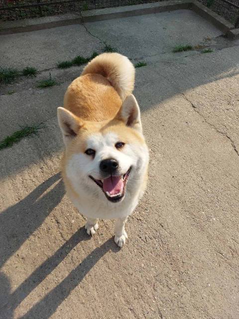 Akita Inu, ženka Aiko na poklon